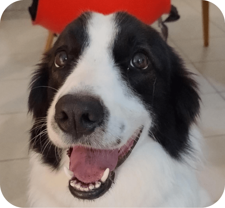 Pandora, Cão-Terapeuta 🐾