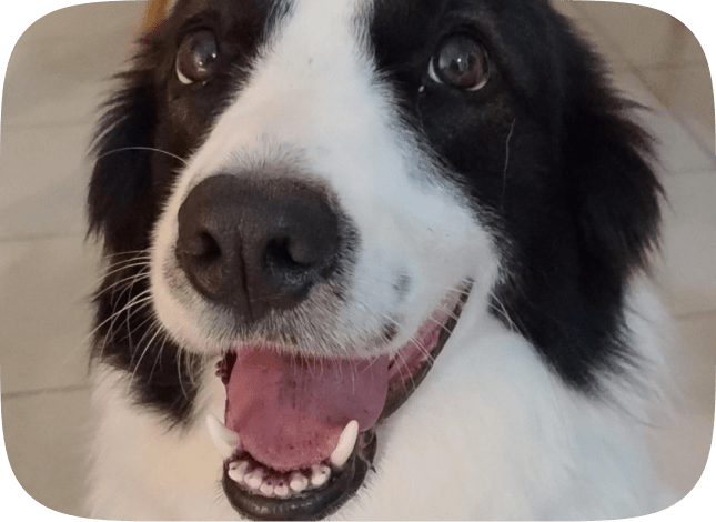 Terapia Assistida por Cães